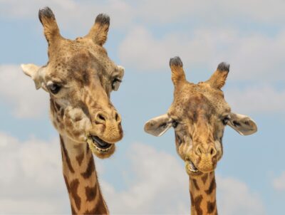 giraffe naples zoo